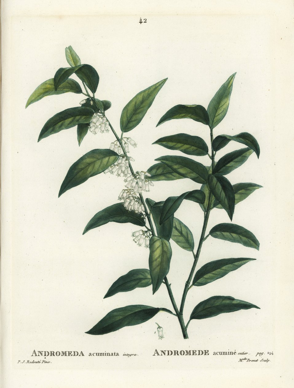 Fetterbush，仙女座 acuminata。 由巴黎亨利·路易斯·杜哈梅尔·杜·蒙塞尔 (Henri Louis Duhamel du Moncel) 的皮埃尔·约瑟夫·雷杜特 (Pierre-Joseph Redoute) 绘制插图后，布列内小姐 (Miss Brenet) 的手绘点画雕刻 作者 皮埃尔·约瑟夫·雷杜特