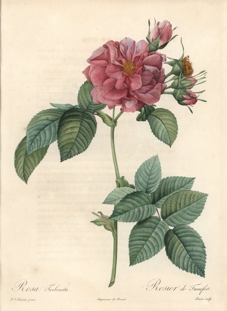 Frankfurt Rosier - Eau forte de Bessin, based on an illustration by Pierre Joseph Redoute (1759-1840), from Les Roses 作者 皮埃尔·约瑟夫·雷杜特