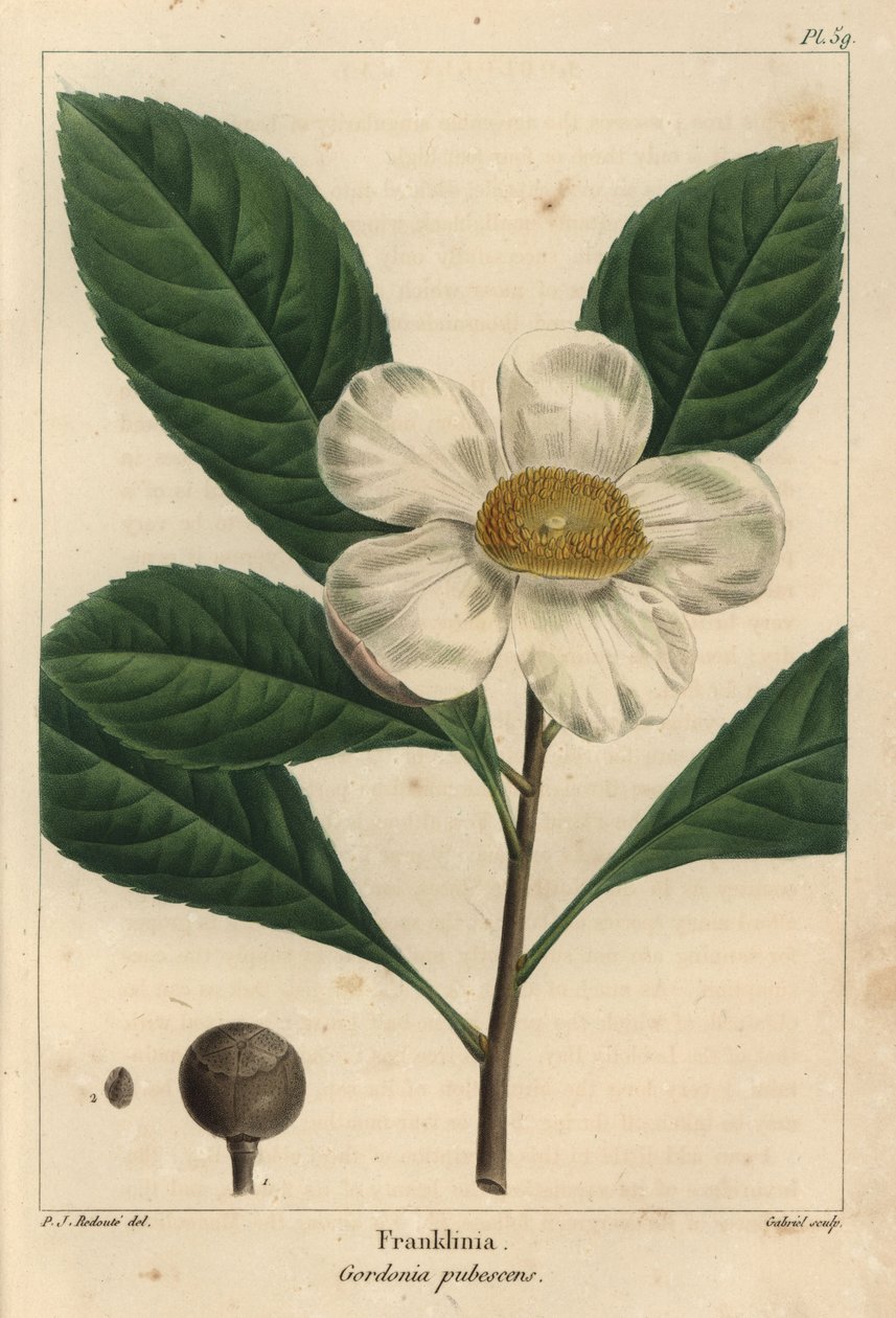 Franklinia 树，Gordonia pubescens (雕刻) 作者 皮埃尔·约瑟夫·雷杜特