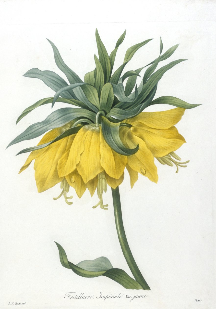 贝母，Imperiale黄色品种，选自最美丽的花朵和最美丽的水果，1827年（手工彩色点画雕刻） 作者 皮埃尔·约瑟夫·雷杜特