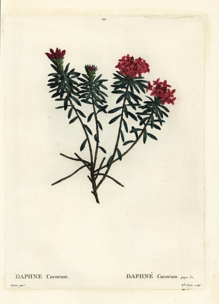 花环花玫瑰金达芙妮，Daphne cneorum。 由巴黎亨利·路易斯·杜哈梅尔·杜·蒙塞尔 (Henri Louis Duhamel du Moncel) 的 Pierre-Joseph Redoute 绘制插图后，由罗莱小姐 (Miss Rolet) 绘制的手绘点画版画 作者 皮埃尔·约瑟夫·雷杜特