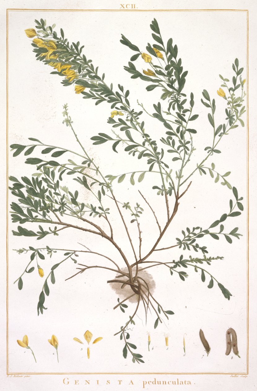 从该新的或更少Cognitae，1784条帚梗（手工着色雕刻） 作者 皮埃尔·约瑟夫·雷杜特