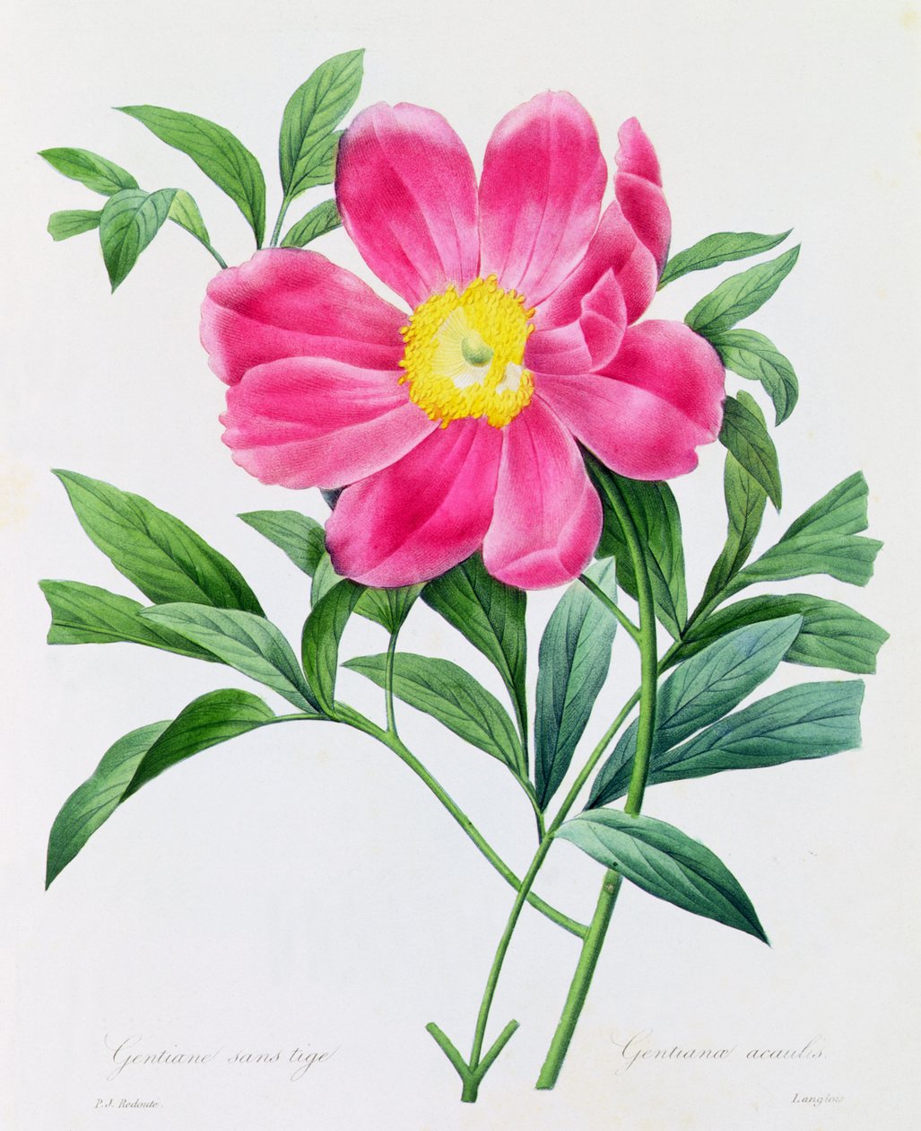Gentiane Sans Tige（彩色雕刻） 作者 皮埃尔·约瑟夫·雷杜特