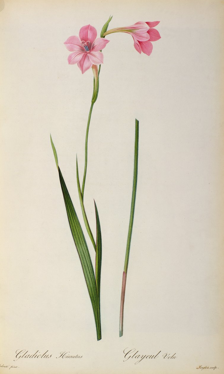 Gladiolus Hirsulus，来自&39;Les Liliacees&39;，1805 作者 皮埃尔·约瑟夫·雷杜特