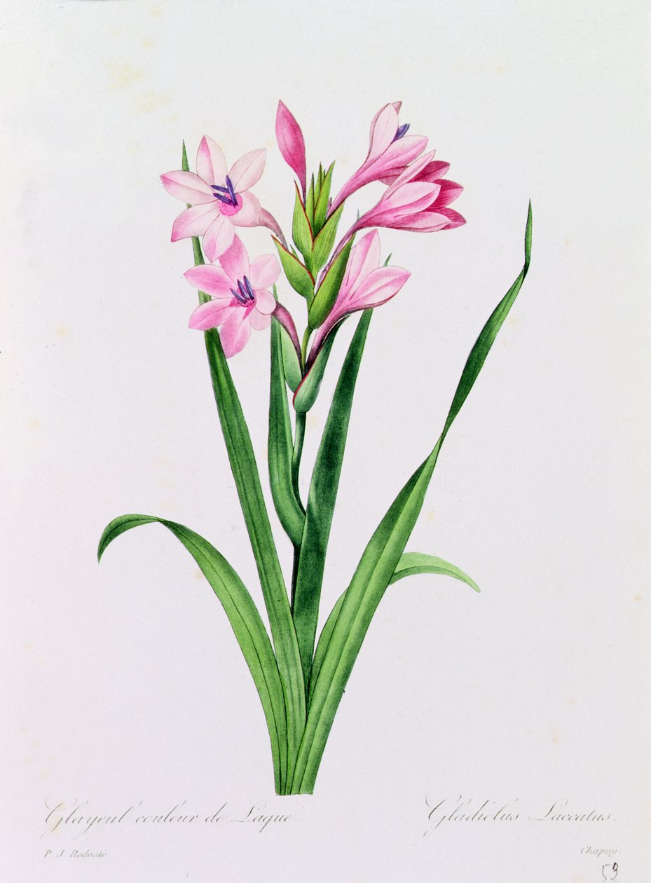 Glayeul Couleur de Laque（彩色版画） 作者 皮埃尔·约瑟夫·雷杜特