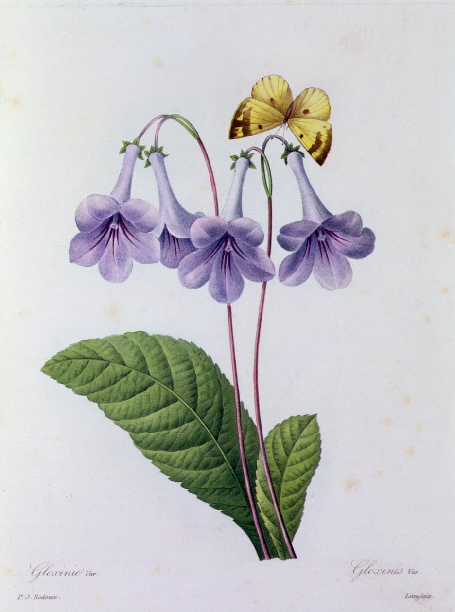 Gloxinia (彩色雕刻) 作者 皮埃尔·约瑟夫·雷杜特