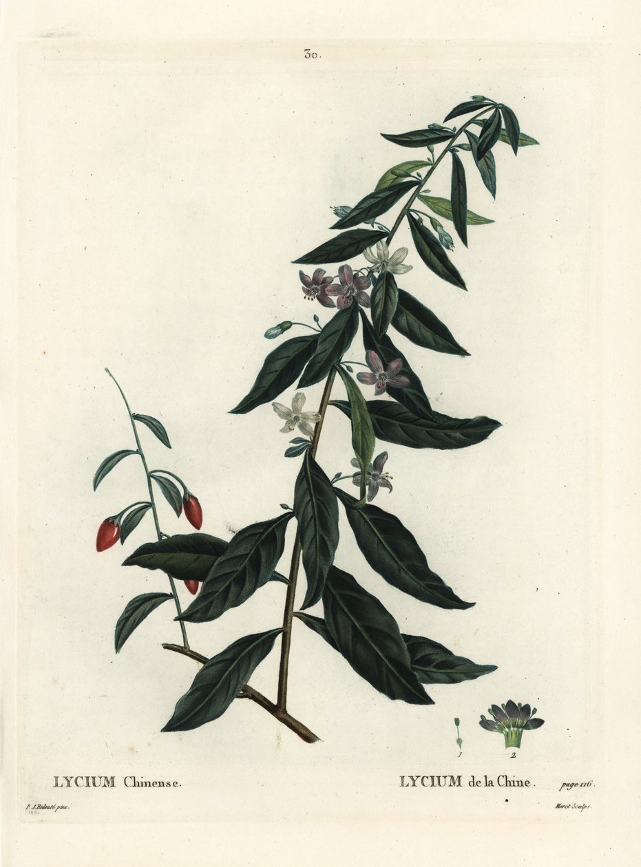 枸杞或中国黄芪，枸杞。 Moret 手绘点画版画，由巴黎亨利·路易斯·杜哈梅尔·杜·蒙塞尔 (Henri Louis Duhamel du Moncel) 的 Pierre-Joseph Redoute 绘制插图后绘制 作者 皮埃尔·约瑟夫·雷杜特