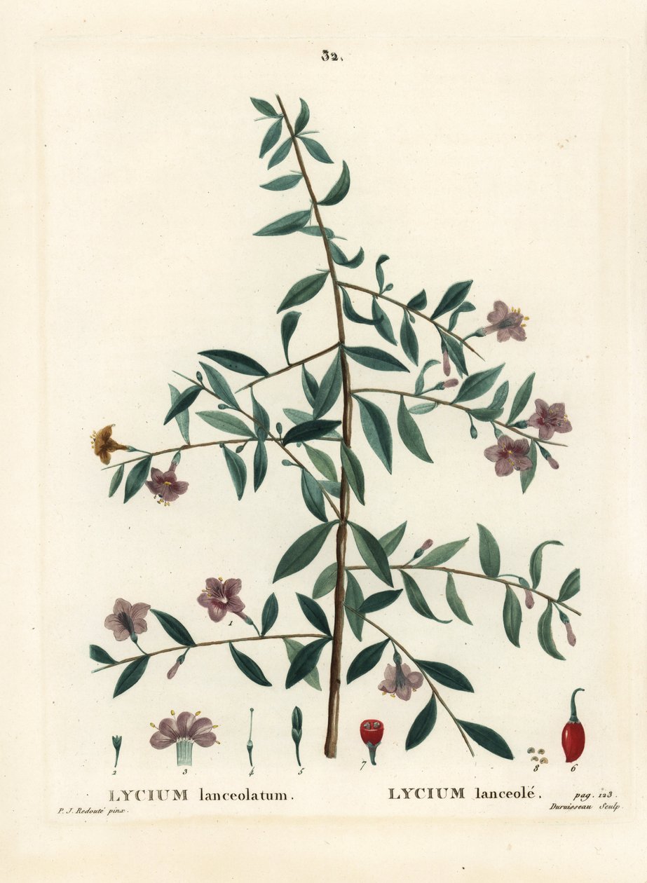 枸杞子或中国枸杞，Lycium barbarum（Lycium lanceolatum）。Du Ruisseau根据Pierre-Joseph Redoute的插图进行的手绘立体雕刻，出自Henri Louis Duhamel du Moncel的Treat des Arbres et Shrustes，巴黎 作者 皮埃尔·约瑟夫·雷杜特