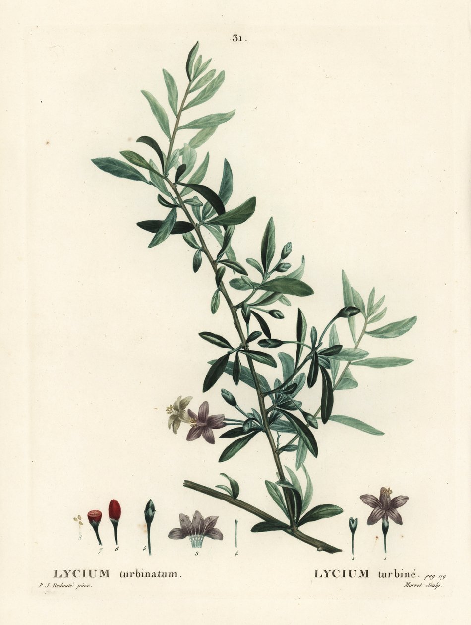 枸杞子或中国枸杞，Lycium barbarum（Lycium turbinatum）。莫雷特根据皮埃尔-约瑟夫-雷杜特（Pierre-Joseph Redoute）的插图进行的手绘立体雕刻，出自亨利-路易斯-杜哈梅尔-杜蒙塞尔（Henri Louis Duhamel du Moncel）的《树木与树皮》，巴黎 作者 皮埃尔·约瑟夫·雷杜特