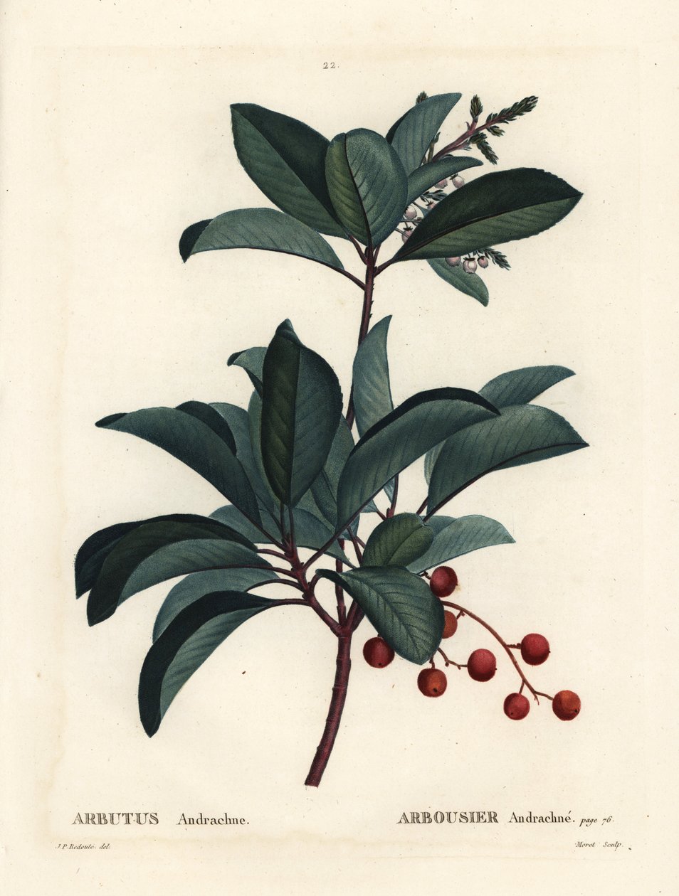 希腊草莓树，Arbutus andrachne。莫雷特根据皮埃尔-约瑟夫-雷杜特的插图进行的手绘立体雕刻，该插图出自亨利-路易斯-杜哈梅尔-杜蒙塞尔的《树木和树皮》，巴黎。 作者 皮埃尔·约瑟夫·雷杜特