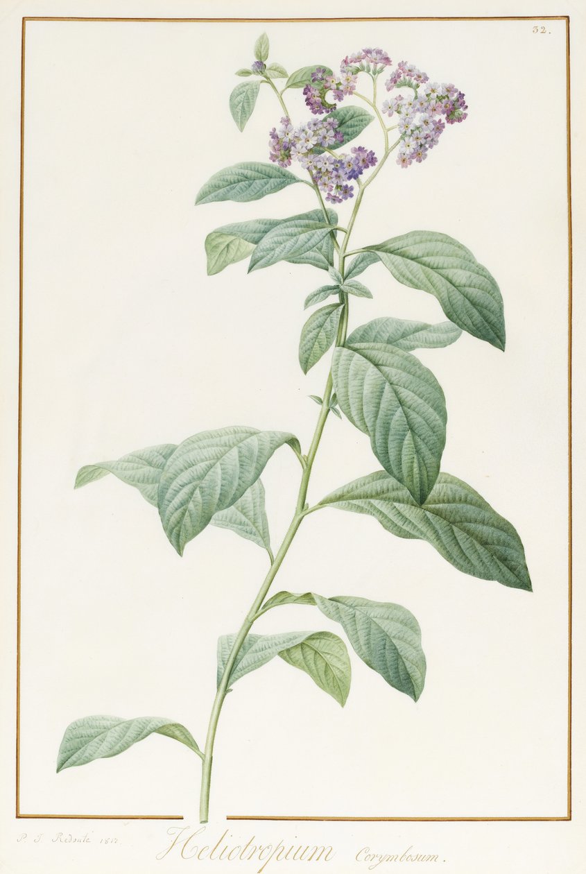 Heliotropium Corymbosurn，1812年（在牛皮纸上的石墨上的体积和体积） 作者 皮埃尔·约瑟夫·雷杜特