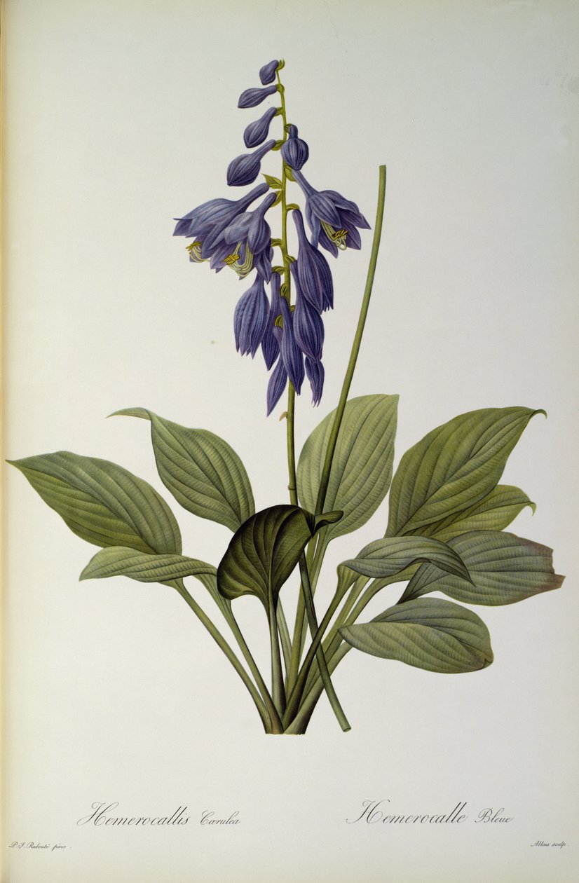 萱草蓝色，从`莱斯Liliacearum，1806 作者 皮埃尔·约瑟夫·雷杜特