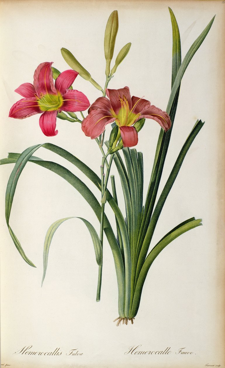 萱草，从`莱斯Liliacearum，1805 作者 皮埃尔·约瑟夫·雷杜特