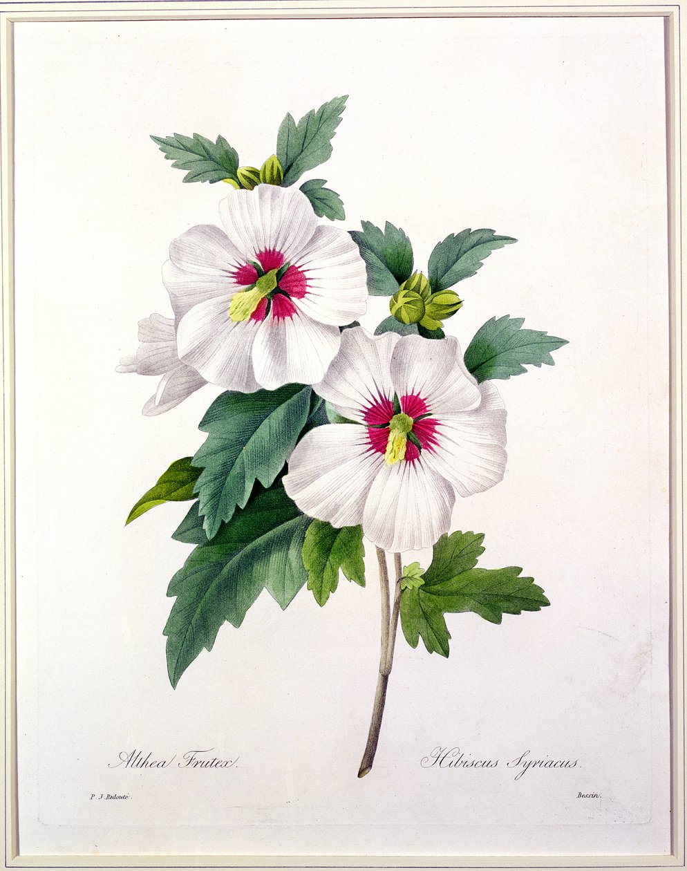 由Bessin雕刻的木槿（Hibiscus syriacus），来自1827年的“最美丽的花朵选择” 作者 皮埃尔·约瑟夫·雷杜特