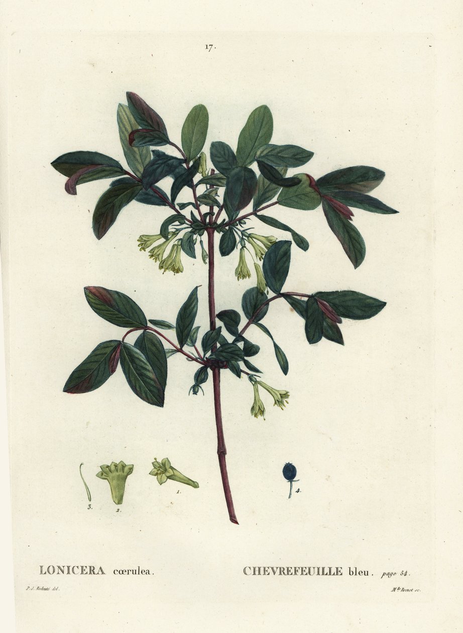 金银花，Haskap浆果，蓝莓金银花，或甜莓金银花，Lonicera caerulea。Brenet小姐根据Pierre-Joseph Redoute的插图进行的手绘立体雕刻，该插图来自Henri Louis Duhamel du Moncel的Treat des Arbres et Shrustes。 作者 皮埃尔·约瑟夫·雷杜特