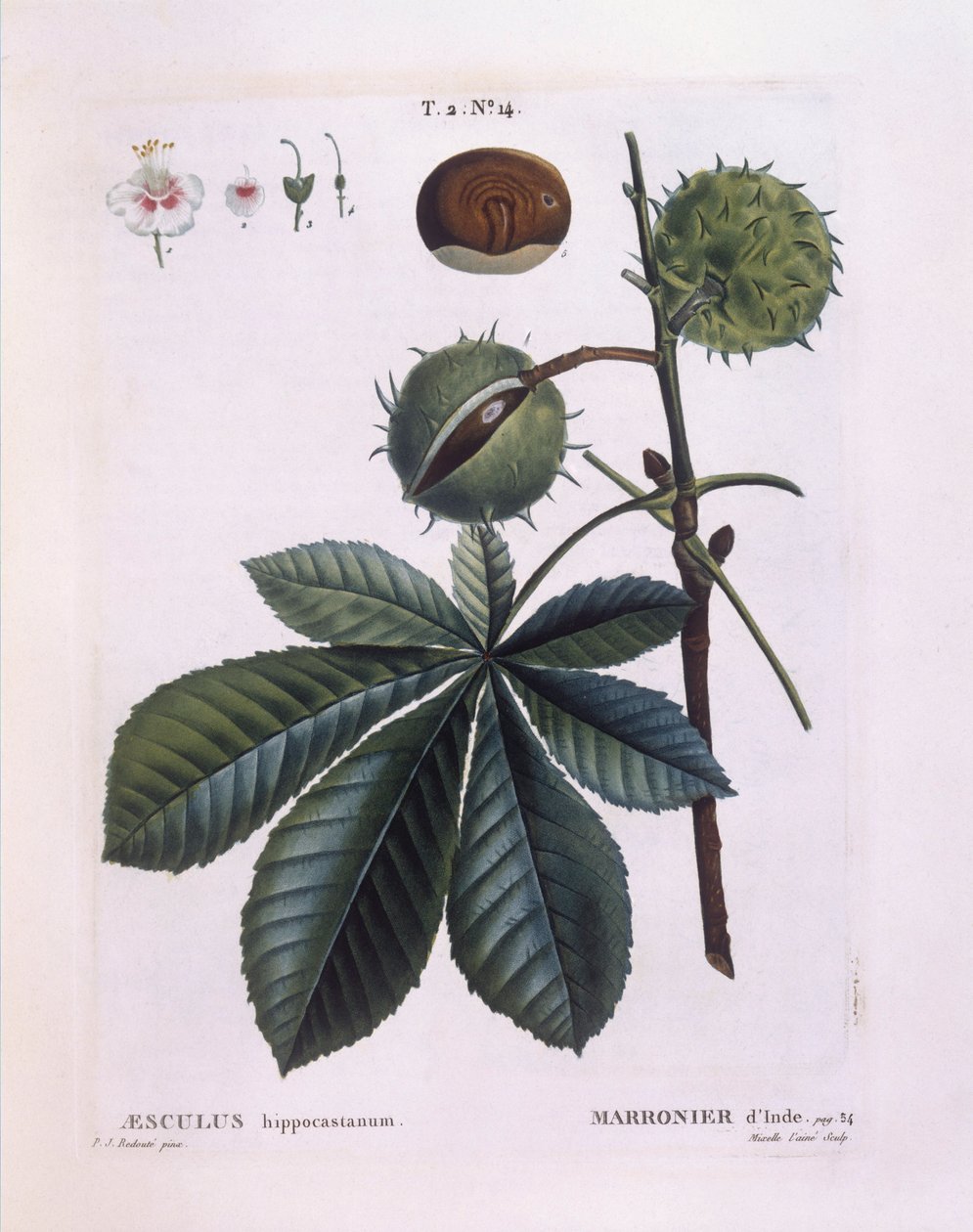 七叶树或七叶树 (Aesculus hippocastanum)，Henry Louis Duhamel du Monceau，Pierre Joseph Redouté 的植物盘 作者 皮埃尔·约瑟夫·雷杜特
