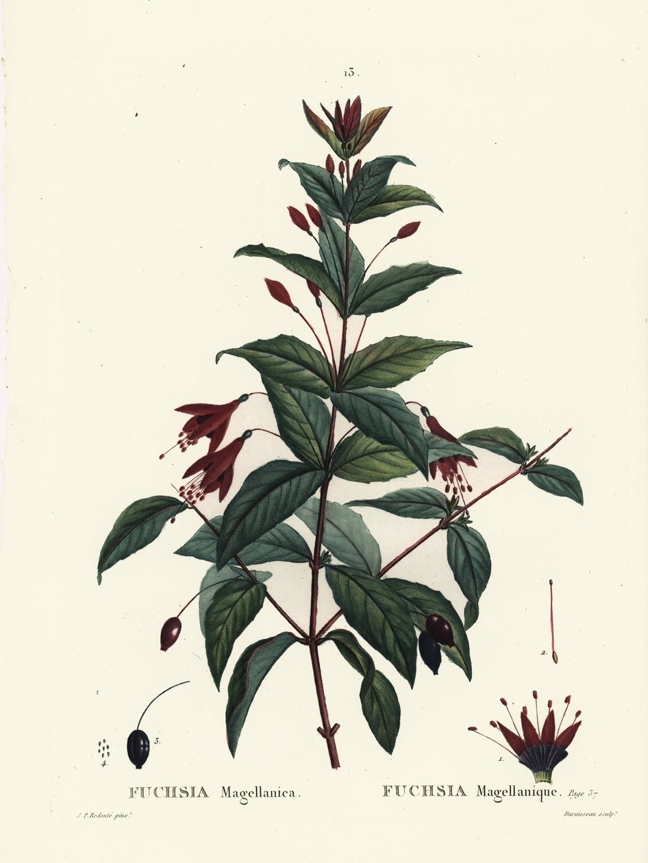 蜂鸟紫红色，紫红色 magellanica。 Du Ruisseau 手绘点画版画，由来自巴黎 Henri Louis Duhamel du Moncel 的 Treat des Arbres et Shrustes 的 Pierre-Joseph Redoute 绘制 作者 皮埃尔·约瑟夫·雷杜特