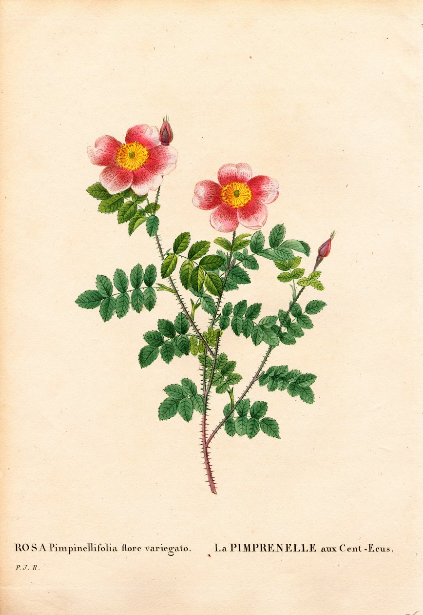 百冠伯内特玫瑰、罗莎 pimpinellifolia 品种、La Pimprenelle aux Cent-Ecus。 来自 Pierre Joseph Redoute 的“Les Roses”、“Paris”的手绘点画铜版画 作者 皮埃尔·约瑟夫·雷杜特