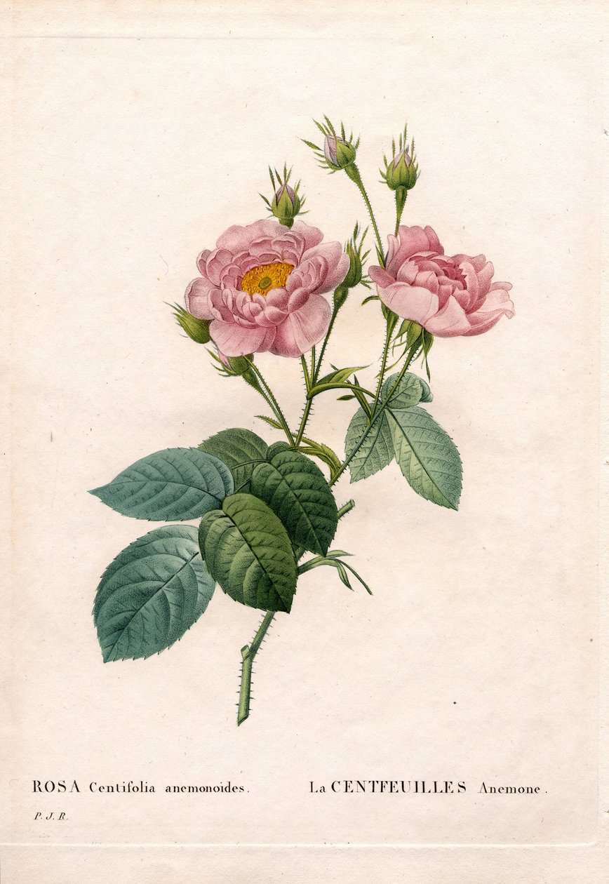 百瓣海葵玫瑰，百叶蔷薇品种，La Centfeuilles Anemone。 来自 Pierre Joseph Redoute 的“Les Roses”，巴黎的手绘点画铜版画 作者 皮埃尔·约瑟夫·雷杜特