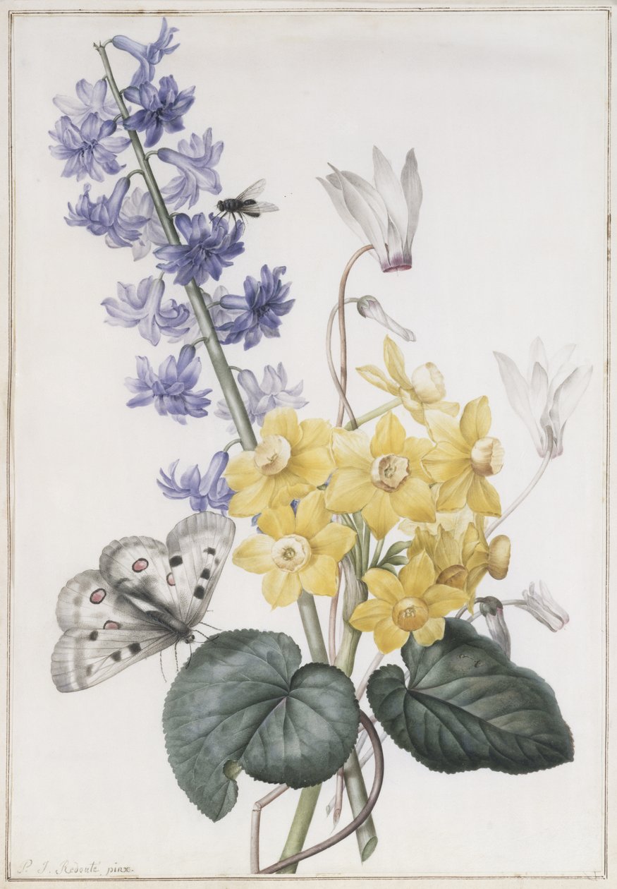 风信子，仙客来和Narcissi 作者 皮埃尔·约瑟夫·雷杜特