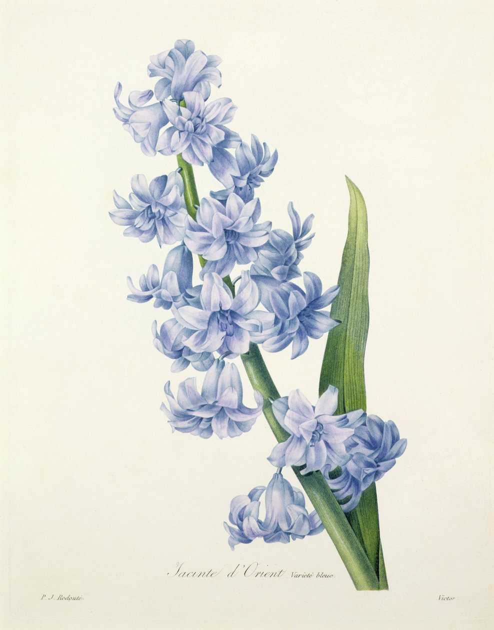 风信子（Hyacinthus orientalis）（普通风信子），由维多利亚雕刻，来自&39;最美丽的花朵选择&39;，1827年 作者 皮埃尔·约瑟夫·雷杜特