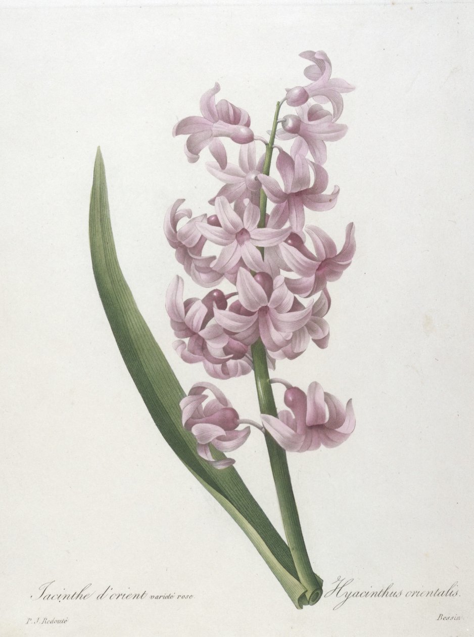 Hyacinthus orientalis，hyacinthus orientalis，从最美丽的花朵和最美丽的水果选择，1827年（手工彩色点画雕刻） 作者 皮埃尔·约瑟夫·雷杜特