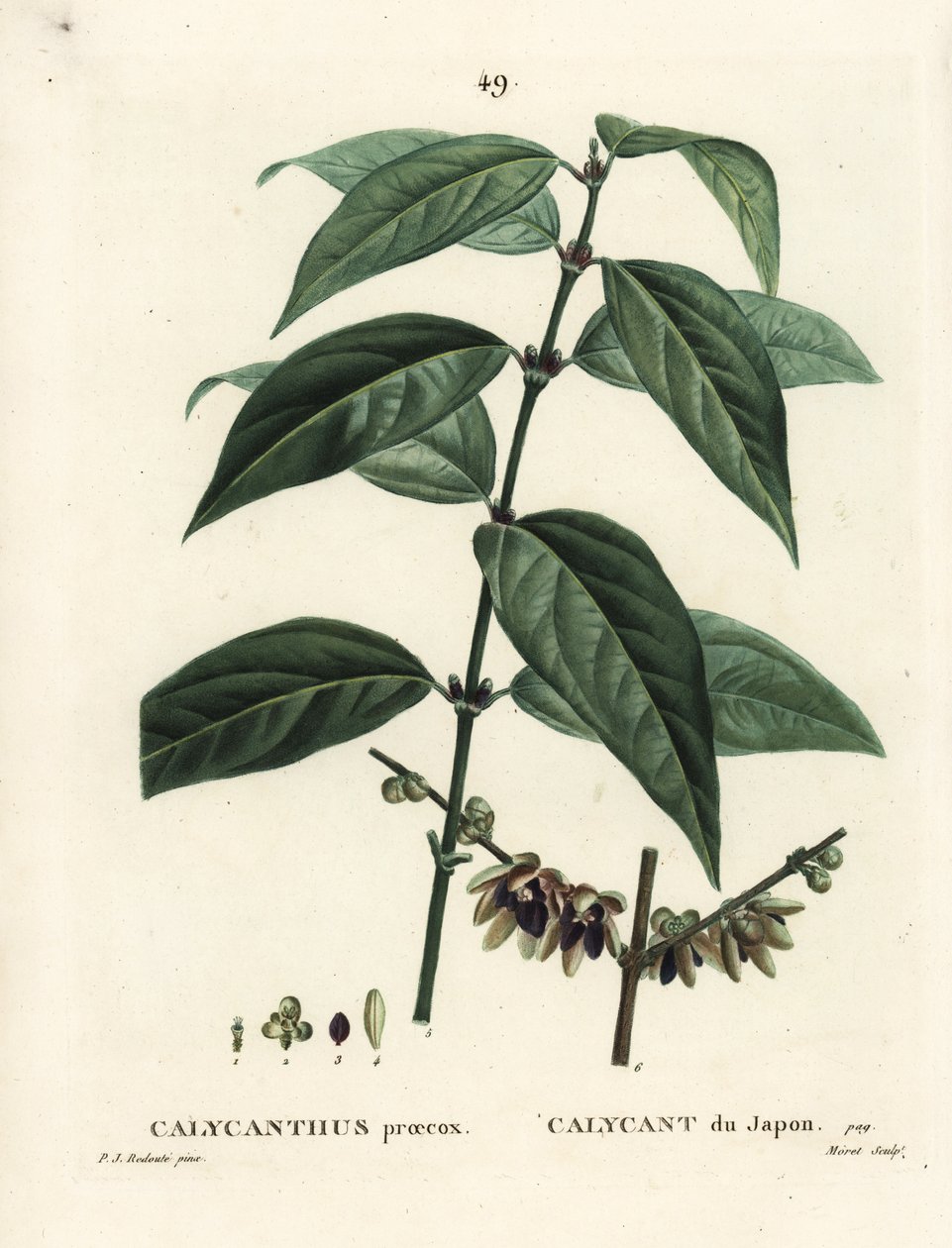 日本五香粉，Chimonanthus praecox (Calycanthus praecox)。 Moret 手绘点画版画，由巴黎亨利·路易斯·杜哈梅尔·杜·蒙塞尔 (Henri Louis Duhamel du Moncel) 的 Pierre-Joseph Redoute 绘制插图后绘制 作者 皮埃尔·约瑟夫·雷杜特