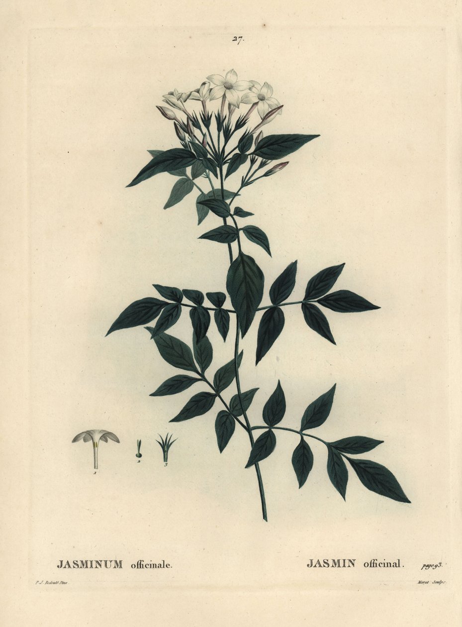 茉莉，茉莉。 Moret 手绘点画版画，由巴黎亨利·路易斯·杜哈梅尔·杜·蒙塞尔 (Henri Louis Duhamel du Moncel) 的 Pierre-Joseph Redoute 绘制插图后绘制 作者 皮埃尔·约瑟夫·雷杜特