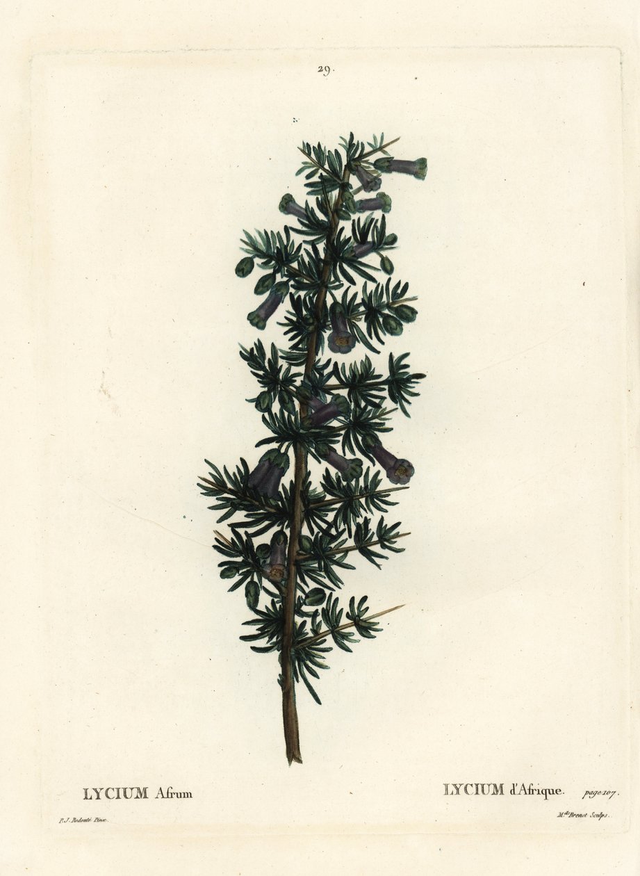 Kraal蜜刺，Lycium afrum。Brenet小姐根据Pierre-Joseph Redoute的插图进行的手绘立体雕刻，该插图来自Henri Louis Duhamel du Monceau的Treat des Arbres et Shrustes，巴黎。 作者 皮埃尔·约瑟夫·雷杜特