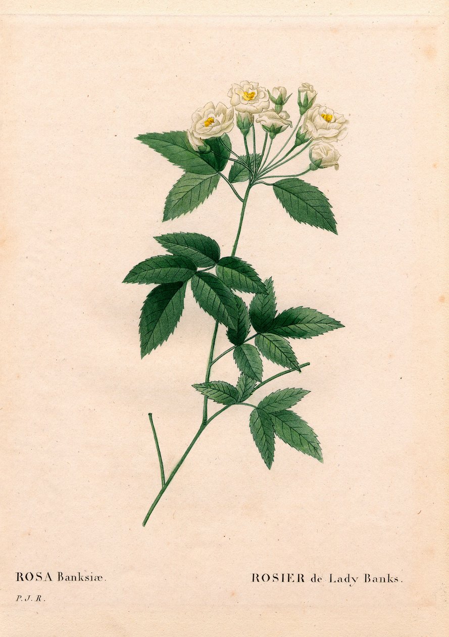 班克斯夫人玫瑰，蔷薇蔷薇变种。 阿尔巴-普莱纳。 来自 Pierre Joseph Redoute 的“Les Roses”，巴黎的手绘点画铜版画 作者 皮埃尔·约瑟夫·雷杜特