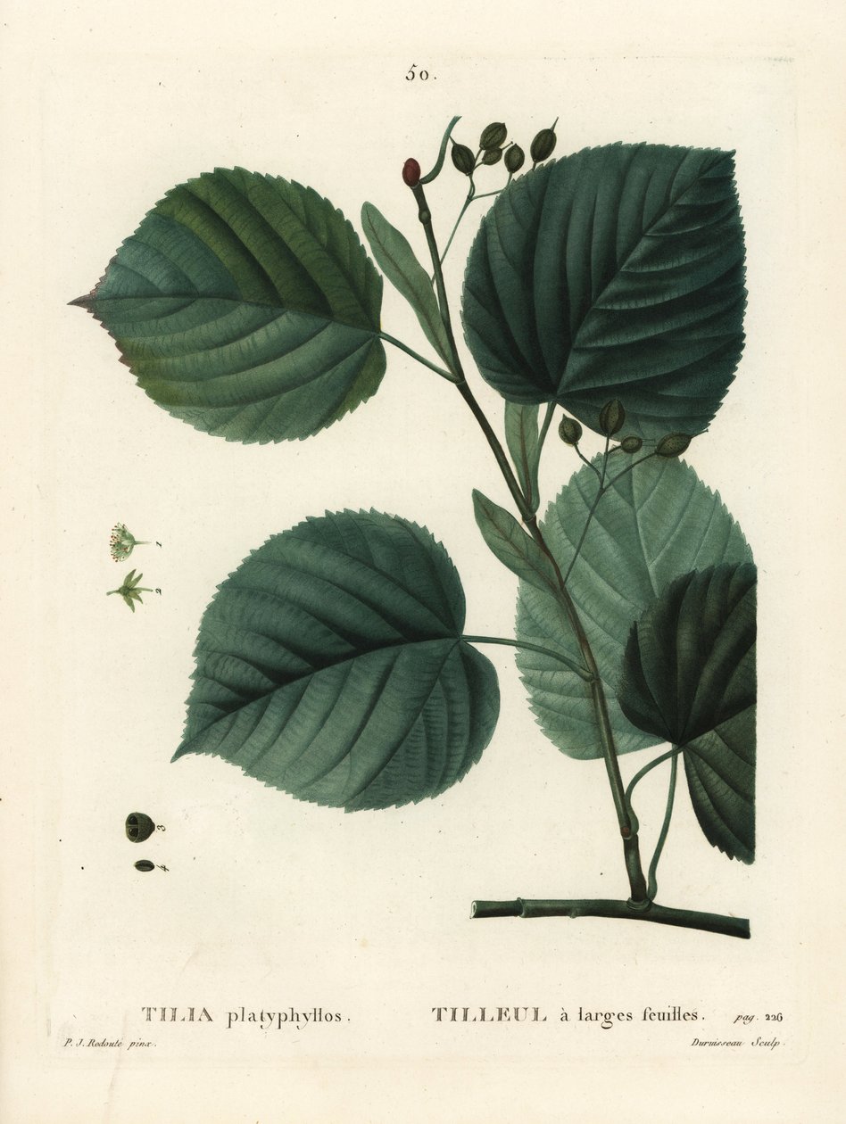 大叶椴树，椴树。 Du Ruisseau 手绘点画版画，由来自巴黎 Henri Louis Duhamel du Moncel 的 Treat des Arbres et Shrustes 的 Pierre-Joseph Redoute 绘制 作者 皮埃尔·约瑟夫·雷杜特