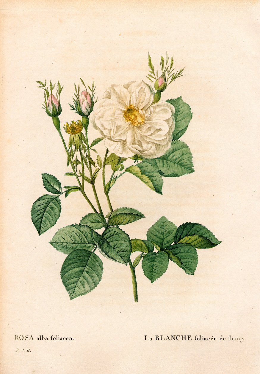Fleury 的多叶白玫瑰、Rosa alba 品种、la blanc foliaceee de Fleury。 来自 Pierre Joseph Redoute 的“Les Roses”，巴黎的手绘点画铜版画 作者 皮埃尔·约瑟夫·雷杜特