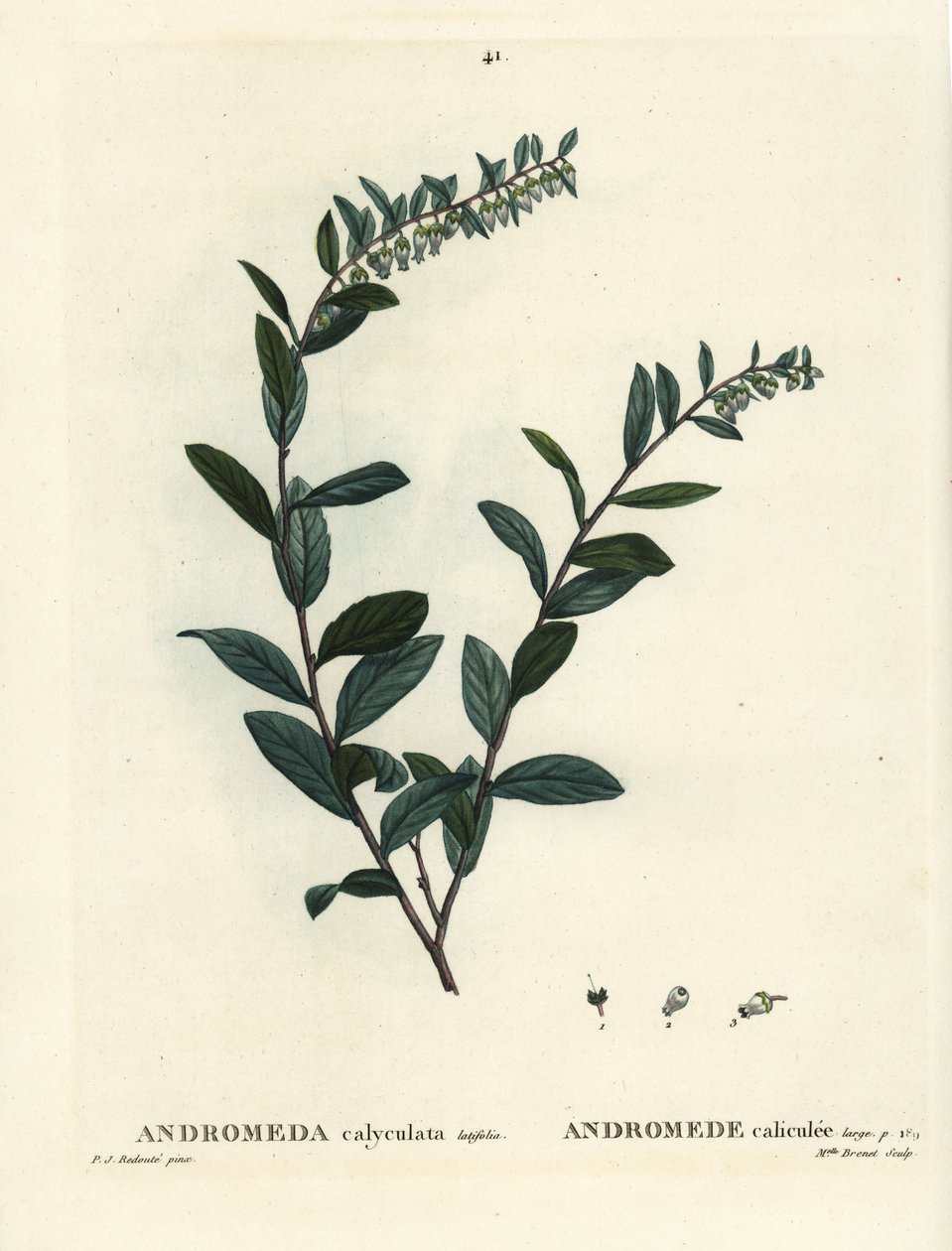 皮叶，Chamaedaphne calyculata（Andromeda calyculata）。Brenet小姐根据Pierre-Joseph Redoute的插图进行的手绘立体雕刻，该插图来自Henri Louis Duhamel du Moncel的Treat des Arbres et Shrustes，巴黎 作者 皮埃尔·约瑟夫·雷杜特