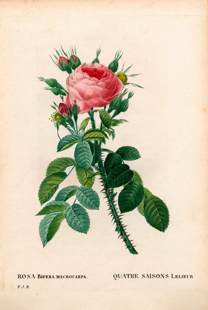 Lelier 的四季玫瑰，La Quatre Saisons Lelieur，大马士革玫瑰变种。 比弗拉。 来自 Pierre Joseph Redoute 的“Les Roses”、“Paris”的手绘点画铜版画 作者 皮埃尔·约瑟夫·雷杜特