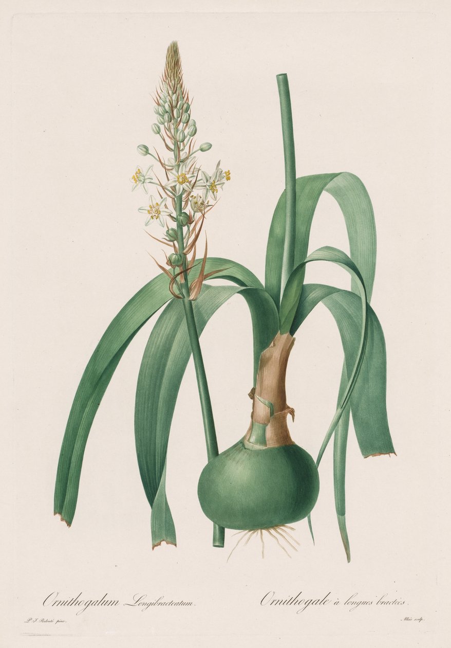 百合科：Ornithogalum longibracteatum 作者 皮埃尔·约瑟夫·雷杜特