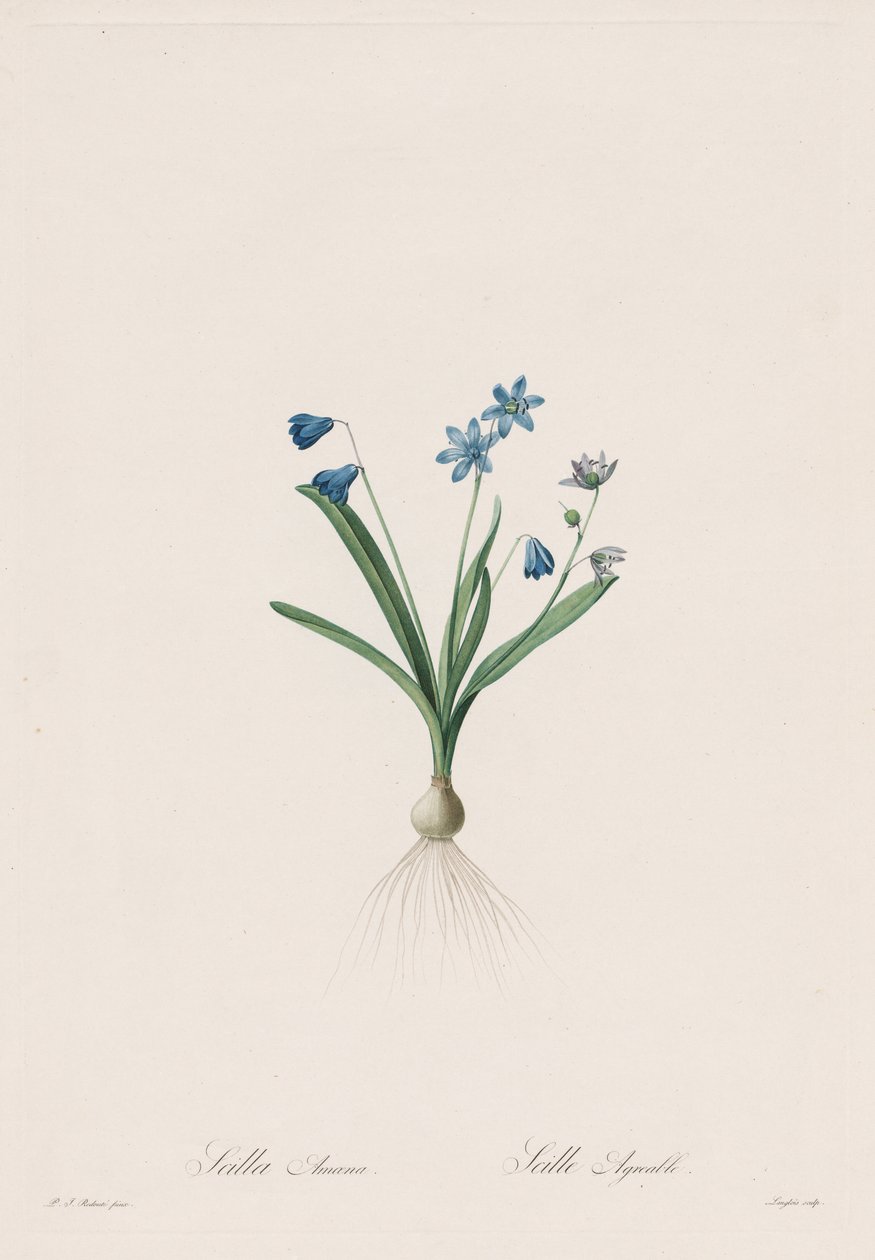 百合科: Scilla amaena 作者 皮埃尔·约瑟夫·雷杜特