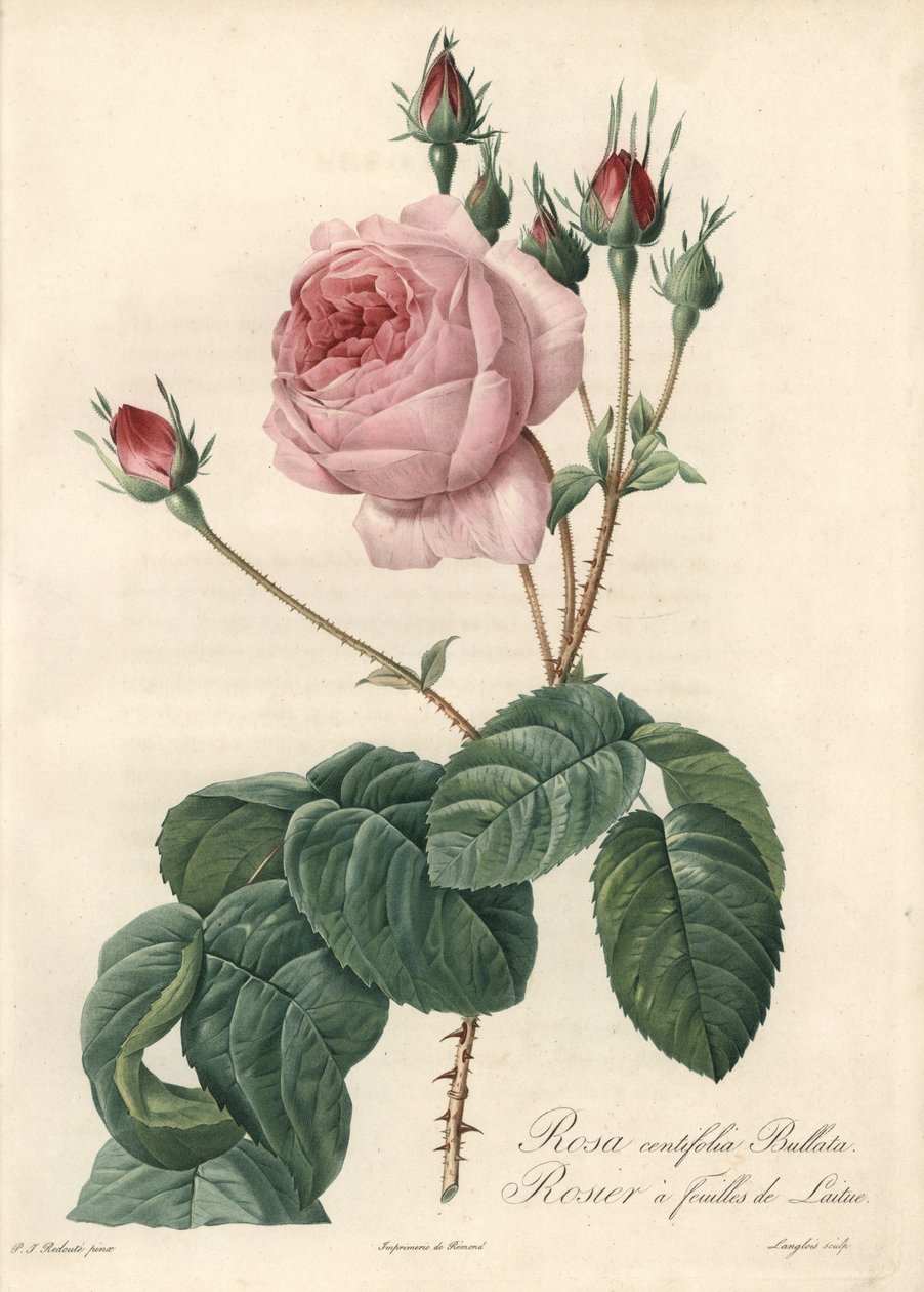 Lettuce leaf rose - Eau forte de Langlois, based on an illustration by Pierre Joseph Redoute (1759-1840), from Les Roses 作者 皮埃尔·约瑟夫·雷杜特