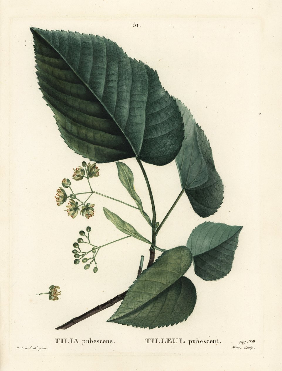 椴树，毛椴。 Moret 手绘点画版画，由巴黎亨利·路易斯·杜哈梅尔·杜·蒙塞尔 (Henri Louis Duhamel du Moncel) 的 Pierre-Joseph Redoute 绘制插图后绘制 作者 皮埃尔·约瑟夫·雷杜特