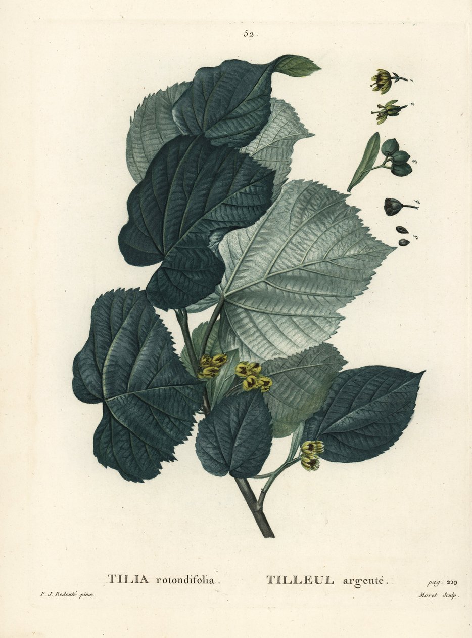 Lime tree, Tilia rotundifolia. Handcoloured stipple engraving by Moret after an illustration by Pierre-Joseph Redoute from Henri Louis Duhamel du Moncel