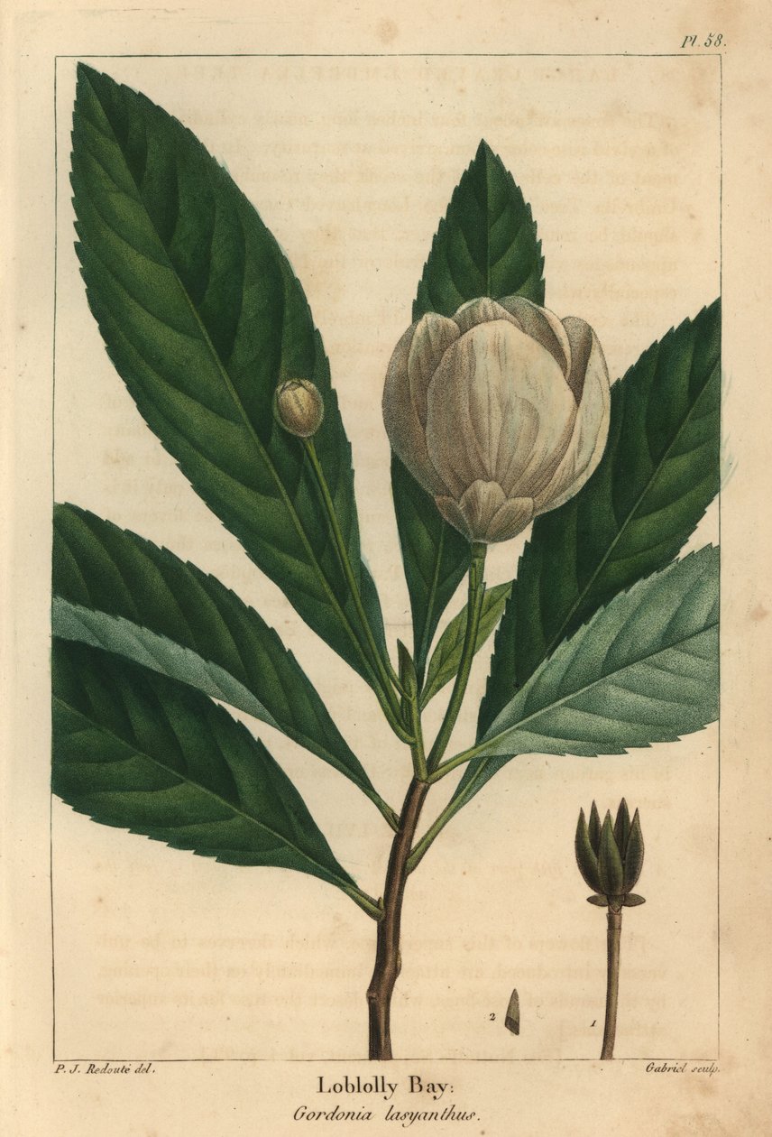 火炬湾，Gordonia lasyanthus (雕刻) 作者 皮埃尔·约瑟夫·雷杜特