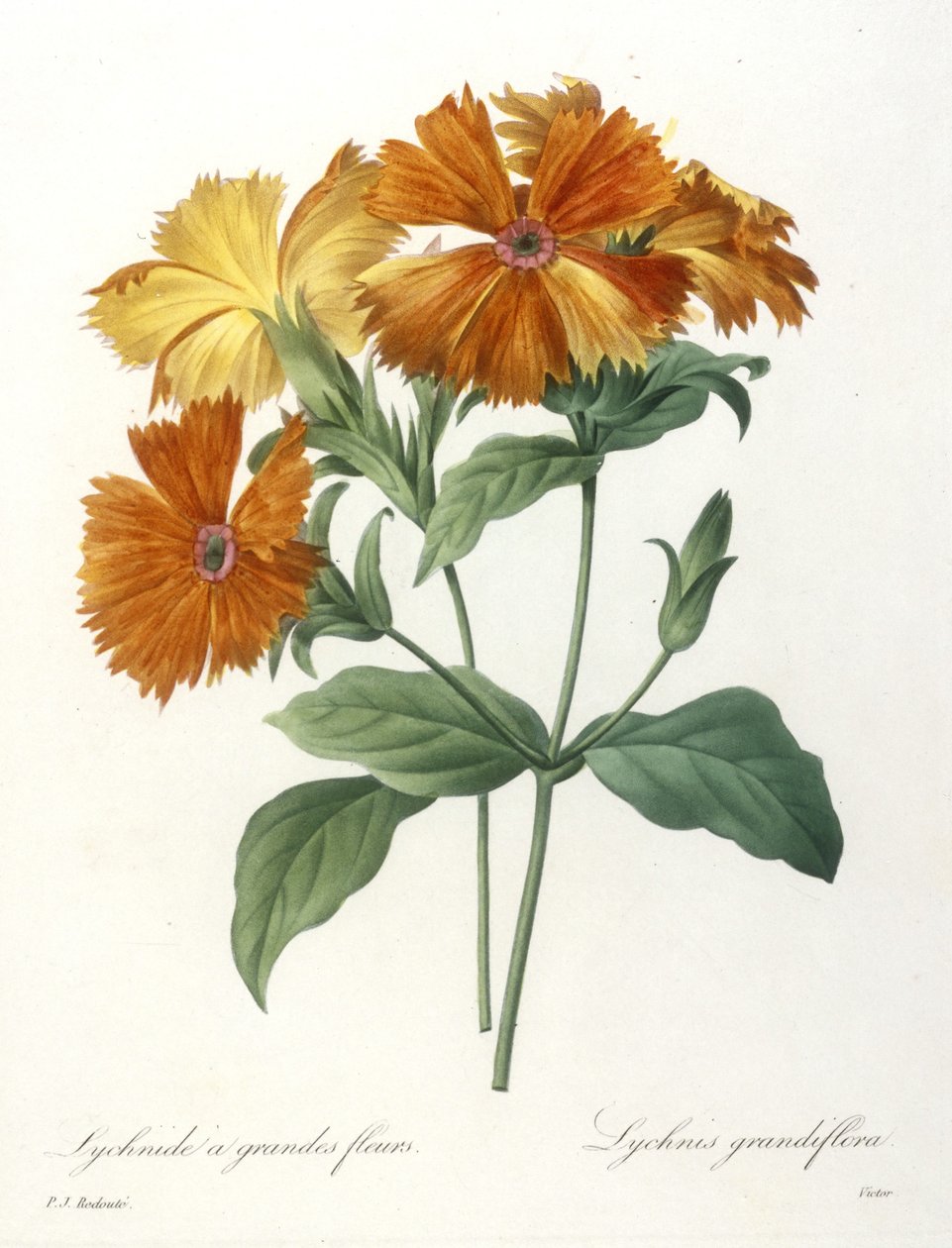 大花，Lychnus grandiflora的Lychnid，从最美丽的花朵和最美丽的水果的选择，1827年（手工彩色点画雕刻） 作者 皮埃尔·约瑟夫·雷杜特