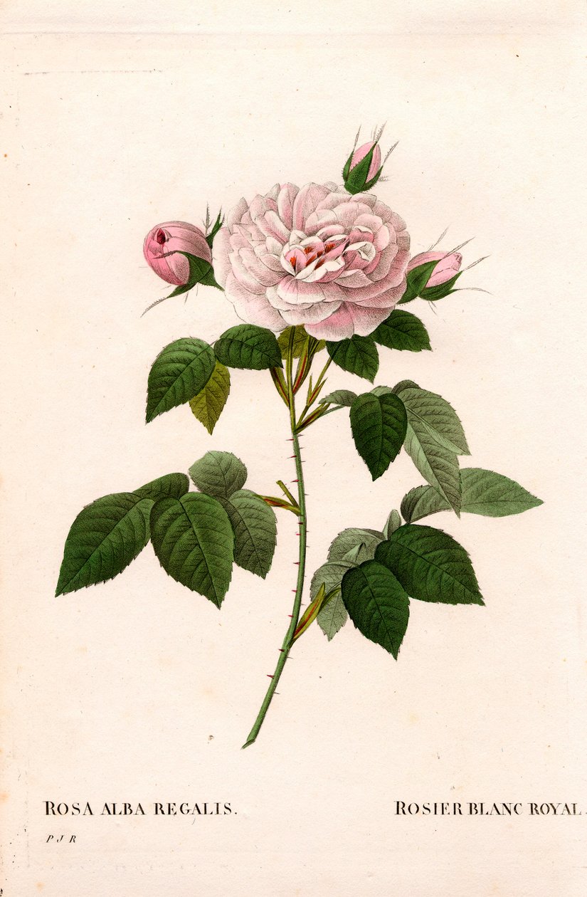 少女的粉红胭脂，皇家白玫瑰，白蔷薇变种 incarnata。皮埃尔-约瑟夫-雷杜特的《玫瑰》中的手绘铜版画，巴黎 作者 皮埃尔·约瑟夫·雷杜特