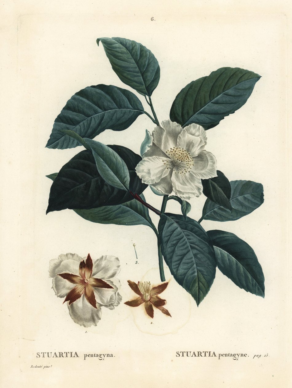 Malachodendron pentagynum (Stewartia 或 Stuartia pentagyna)。 由巴黎亨利·路易斯·杜哈梅尔·杜蒙索 (Henri Louis Duhamel du Monceau