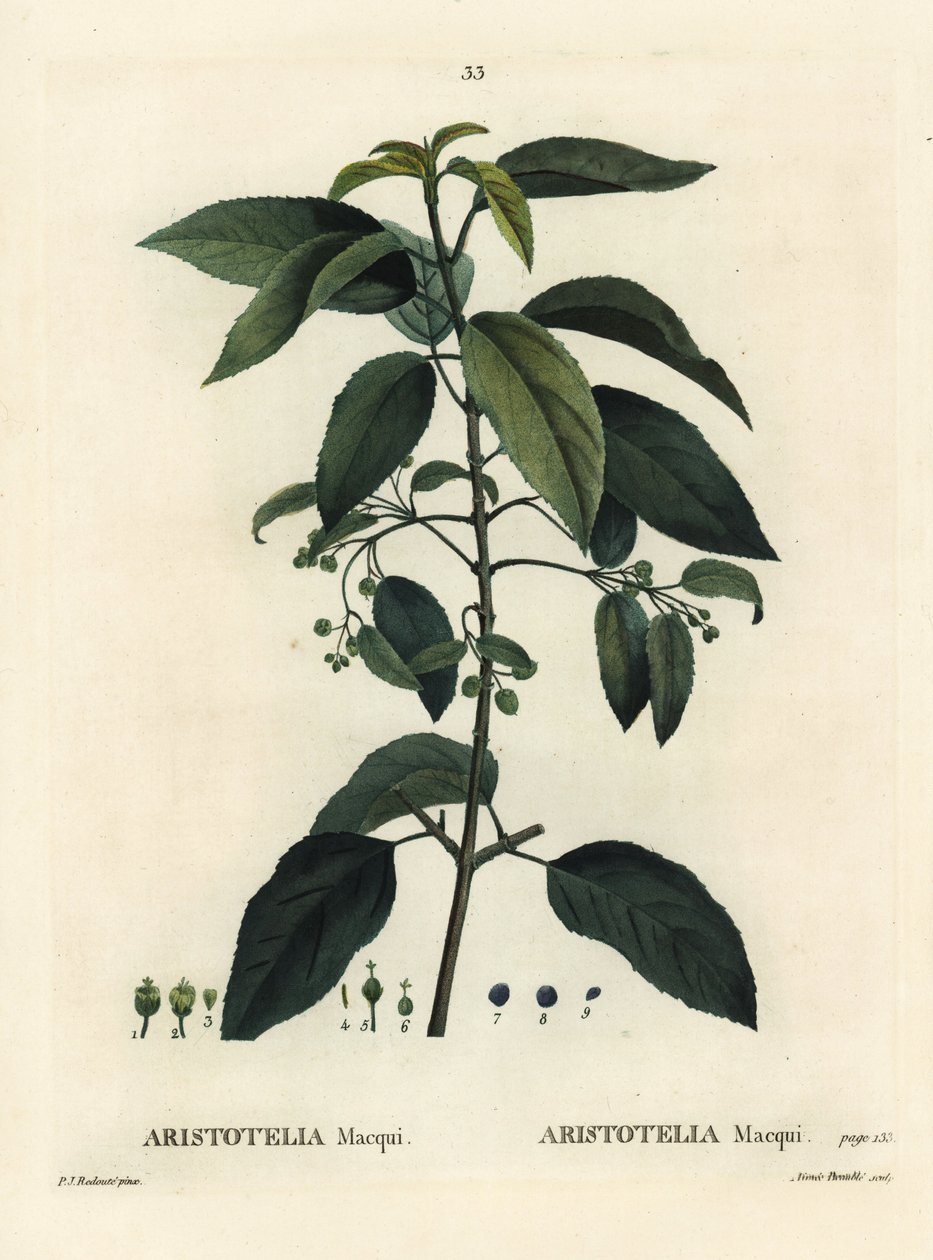 Maqui or Chilean wineberry, Aristotelia chilensis (Aristotelia macqui). Handcoloured stipple engraving by Aimee after an illustration by Pierre-Joseph Redoute from Henri Louis Duhamel du Moncel