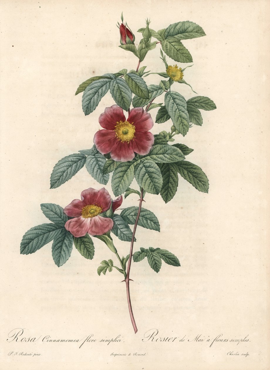 May rose or rose cinnamon a simple flower - Eau forte by Charlin, from an illustration by Pierre Joseph Redoute (1759-1840), from Les Roses 作者 皮埃尔·约瑟夫·雷杜特