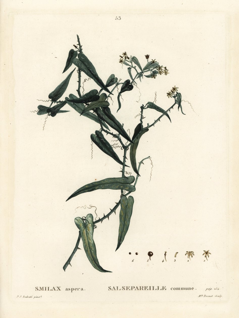 地中海菝葜，Smilax aspera。Brenet小姐根据Pierre-Joseph Redoute的插图进行的手绘，该插图来自Henri Louis Duhamel du Moncel的Treat des Arbres et Shrustes，巴黎。 作者 皮埃尔·约瑟夫·雷杜特