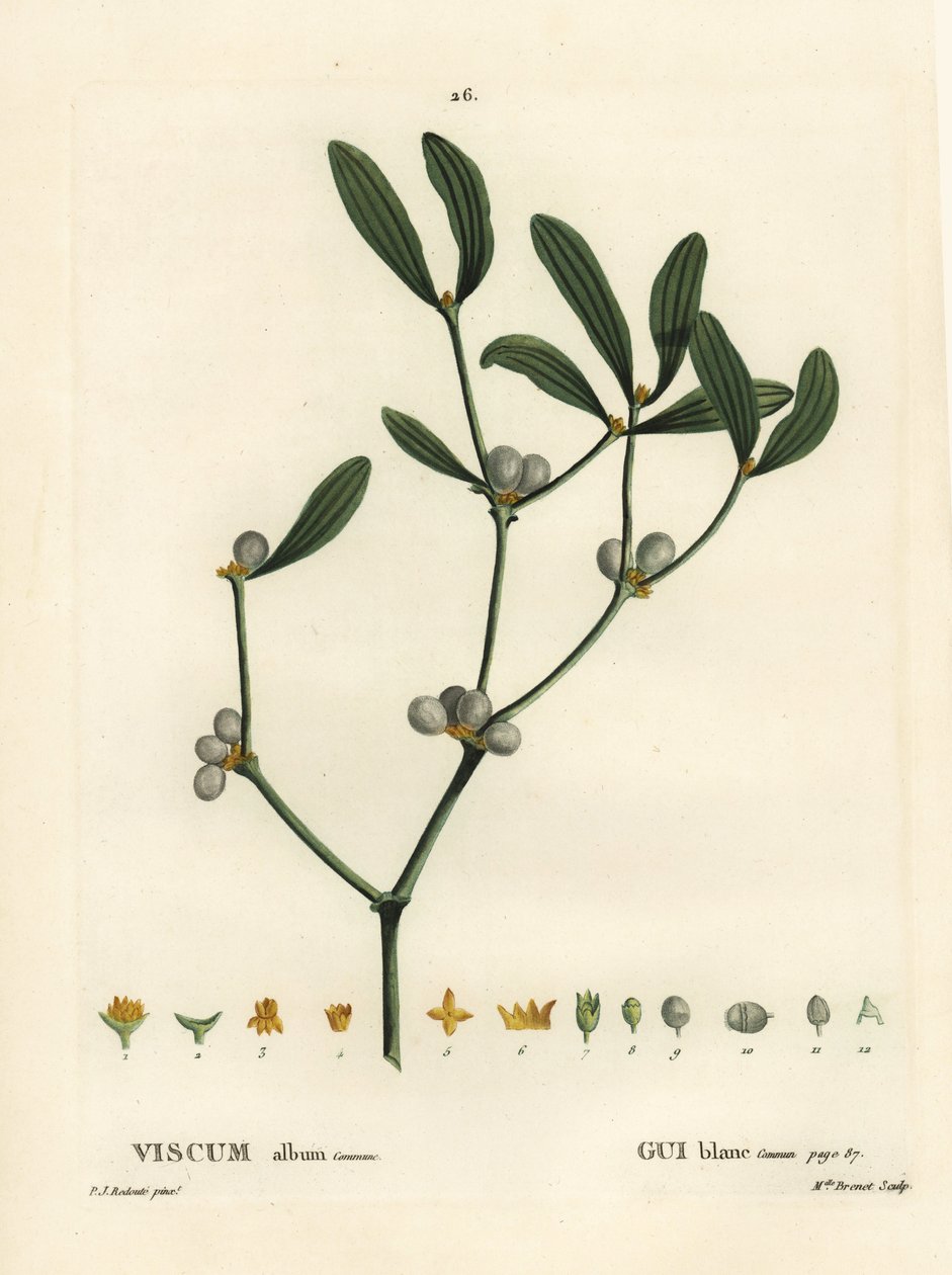 Mistletoe, Visum album. Handcoloured stipple engraving by Miss Brenet after an illustration by Pierre-Joseph Redoute from Henri Louis Duhamel du Moncel
