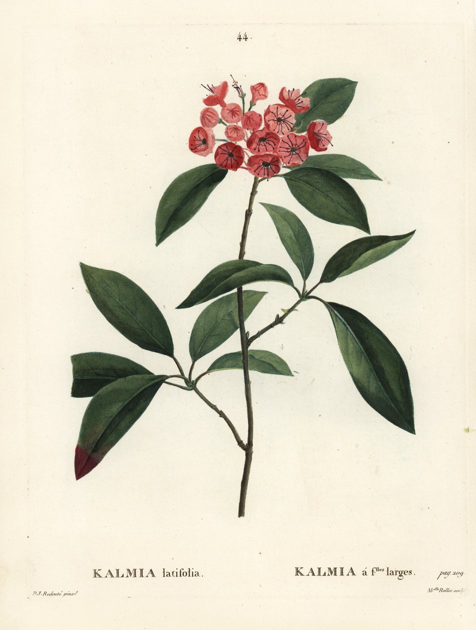 山月桂或印花布灌木，Kalmia latifolia。 由巴黎亨利·路易斯·杜哈梅尔·杜·蒙塞尔 (Henri Louis Duhamel du Moncel) 的皮埃尔·约瑟夫·雷杜特 (Pierre-Joseph Redoute) 绘制插图后，由罗莱小姐 (Miss Rollet) 绘制的手绘点画版画 作者 皮埃尔·约瑟夫·雷杜特