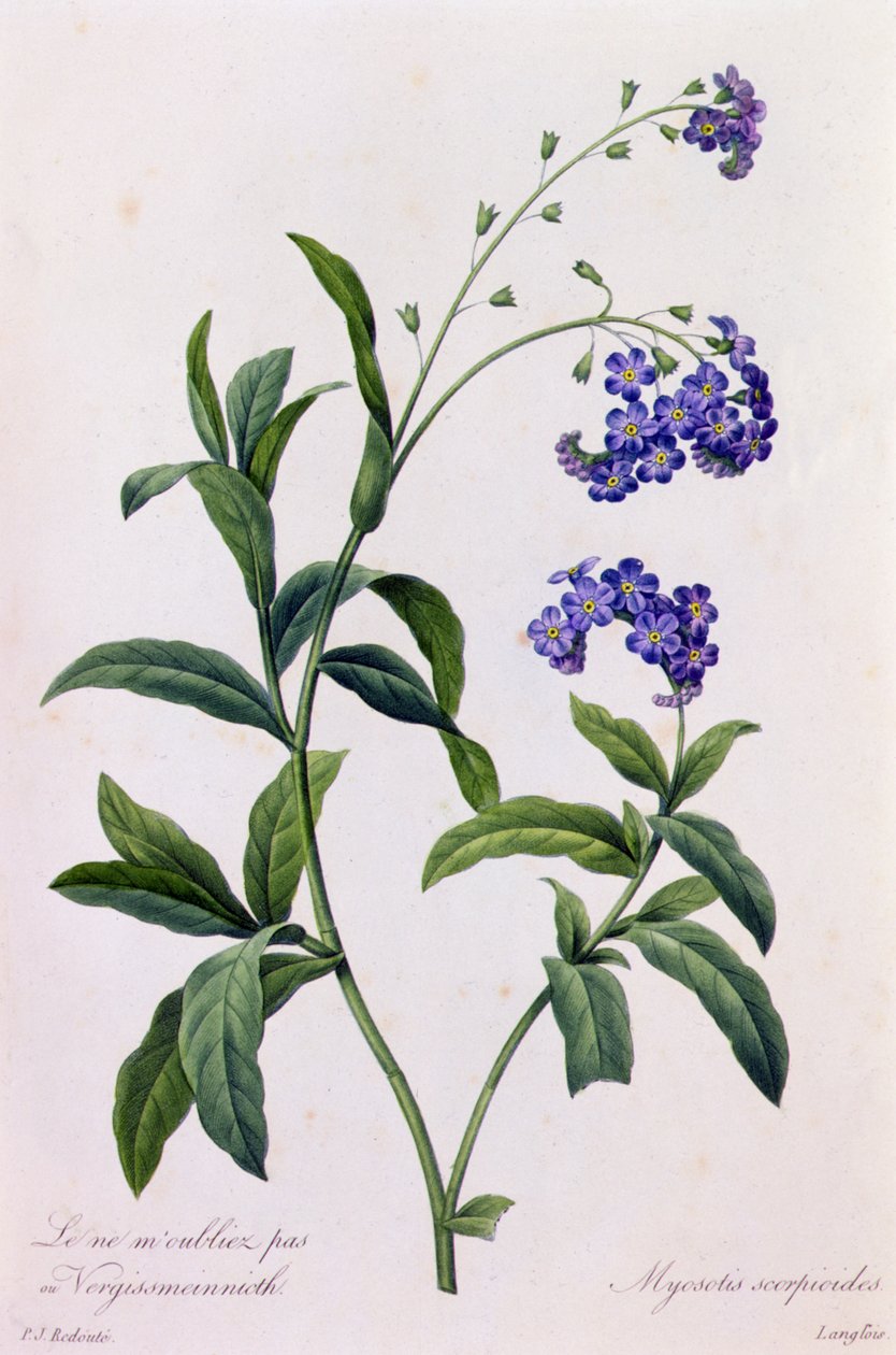 Myosotis Scorpiodes（彩色雕刻） 作者 皮埃尔·约瑟夫·雷杜特