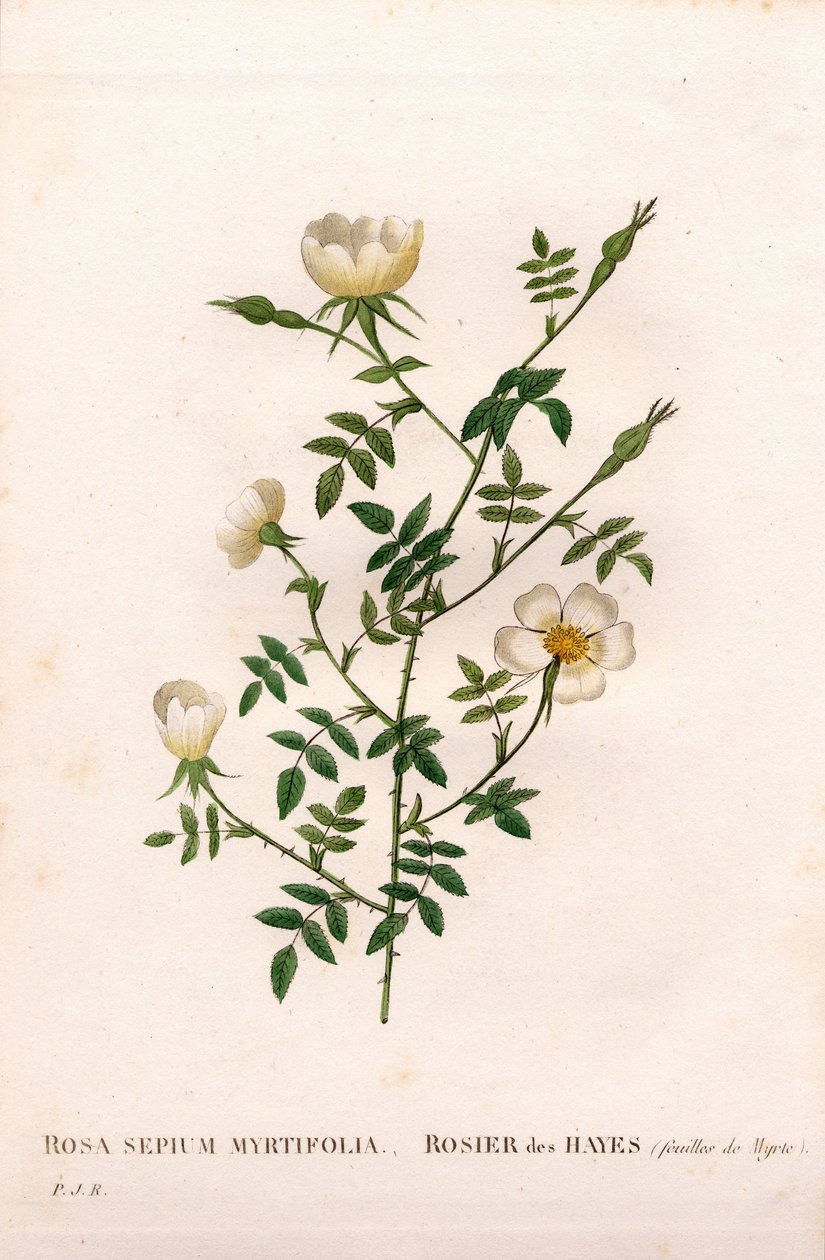 桃金娘叶树篱玫瑰，玫瑰蔷薇品种，桃金娘叶玫瑰。 来自 Pierre Joseph Redoute 的“Les Roses”，巴黎的手绘点画铜版画 作者 皮埃尔·约瑟夫·雷杜特
